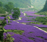 CẨM NANG DU LỊCH LỆ BA - TÂY GIANG (TRUNG QUỐC)